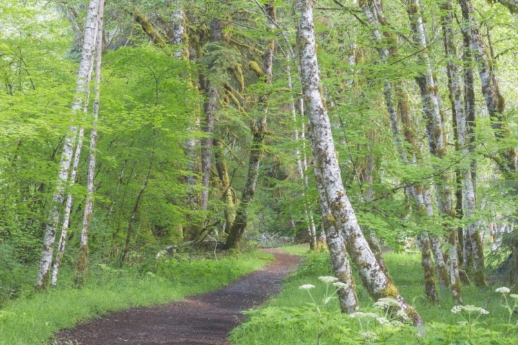 Picture of WASHINGTON, OLYMPIC NP TRAIL THROUGH A FOREST