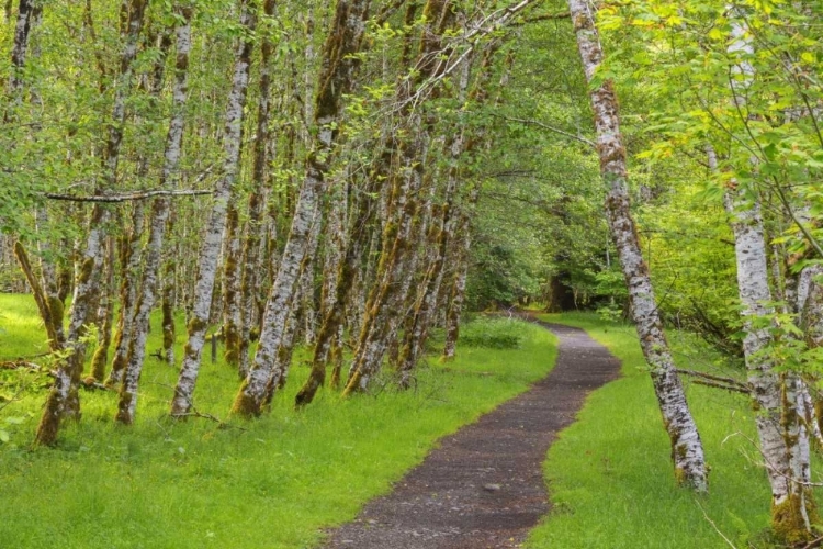 Picture of WASHINGTON, OLYMPIC NP TRAIL THROUGH A FOREST