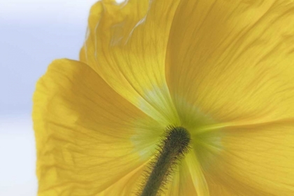 Picture of WASHINGTON, SEABECK UNDERSIDE OF POPPY FLOWER