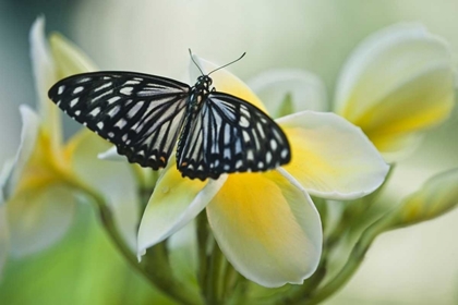 Picture of GA, BLUE GLASSY TIGER BUTTERFLY ON FLOWER