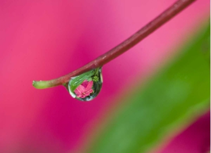 Picture of OR, WATER DROPLET ON NEW GUINEA IMPATIENS