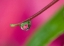 Picture of OR, WATER DROPLET ON NEW GUINEA IMPATIENS