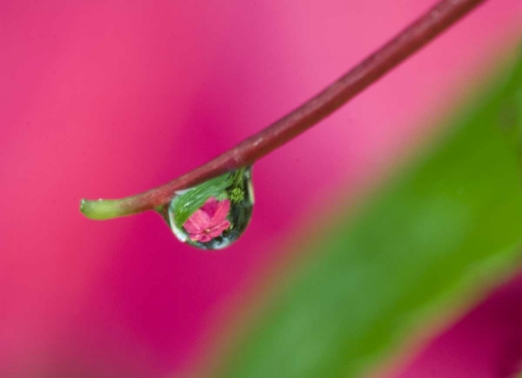 Picture of OR, WATER DROPLET ON NEW GUINEA IMPATIENS