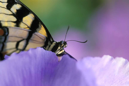 Picture of SWALLOWTAIL BUTTERFLY ON PETUNIA IN GARDEN