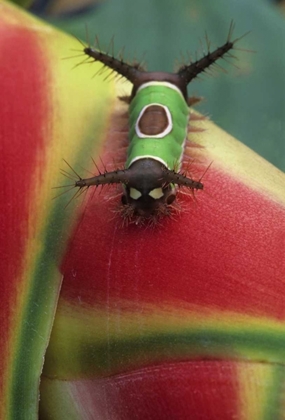 Picture of COSTA RICA, CATERPILLAR ON HELICONIA PLANT
