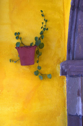 Picture of MEXICO, SAN MIGUEL DE ALLENDE PLANTED POT