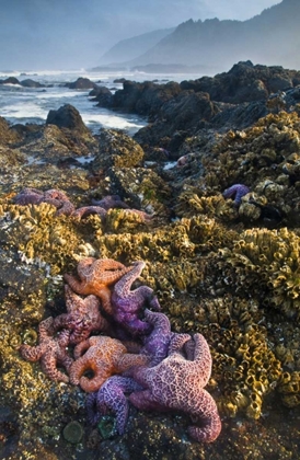 Picture of OREGON STARFISH AND SEA STARS AT LOW TIDE