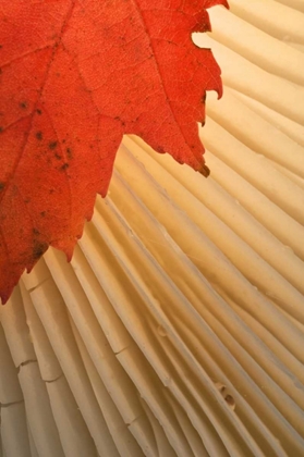 Picture of MICHIGAN RED MAPLE LEAF AND MUSHROOM GILL