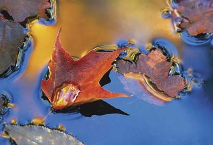 Picture of NORTHEAST, MAPLE LEAF FLOATING DOWN STREAM