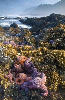 Picture of OR, STRAWBERRY HILL STARFISH AT LOW TIDE 