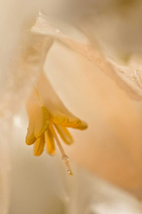 Picture of USA, GEORGIA CLOSE UP OF PALE PEACH FLOWER