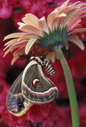 Picture of CECROPIA ON GERBERA, PINK AZALEA BACKGROUND