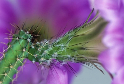 Picture of USA, ARIZONA CACTUS WITH BLOSSOM IN SPRING