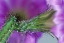 Picture of USA, ARIZONA CACTUS WITH BLOSSOM IN SPRING