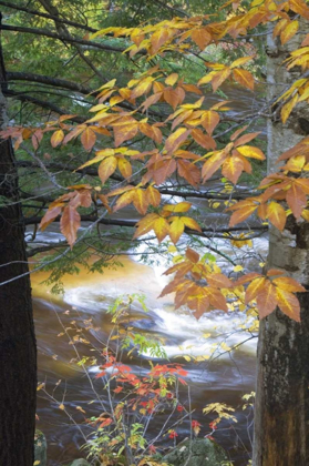 Picture of USA, NEW HAMPSHIRE, STREAM AND FALL FOLIAGE
