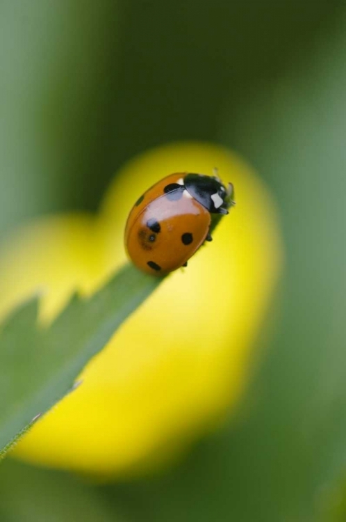 Picture of USA, NORTH CAROLINA, LADYBUG ON TIP OF LEAF