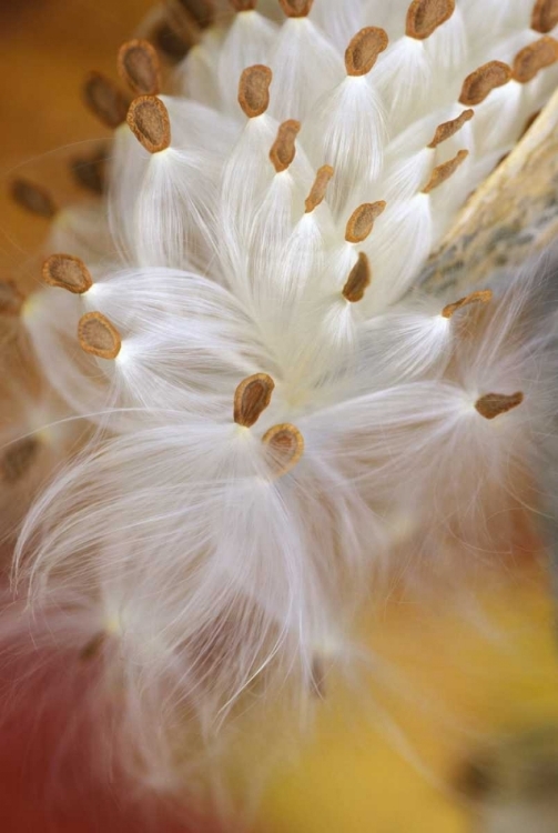 Picture of USA, PENNSYLVANIA, MILKWEED OPENING IN FALL