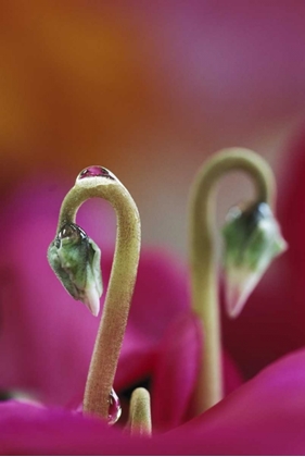 Picture of USA, PENNSYLVANIA CYCLAMEN WITH WATER DROP