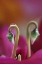 Picture of USA, PENNSYLVANIA CYCLAMEN WITH WATER DROP