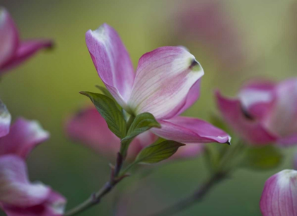 Picture of PENNSYLVANIA DOGWOOD BLOSSOM IN SPRINGTIME