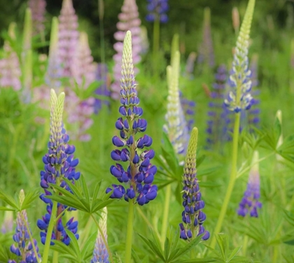 Picture of MAINE, ACADIA NP FIELD OF BLOOMING LUPINES