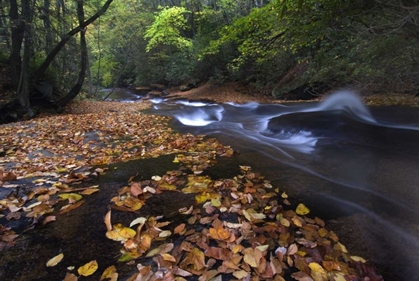 Picture of NEW YORK, ADIRONDACK MTS LEAVES AND STREAM