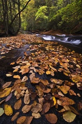 Picture of NEW YORK, ADIRONDACK MTS LEAVES AND STREAM