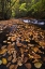 Picture of NEW YORK, ADIRONDACK MTS LEAVES AND STREAM