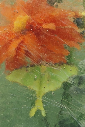Picture of PA, LUNA MOTH ON ORANGE DAHLIA BEHIND GLASS