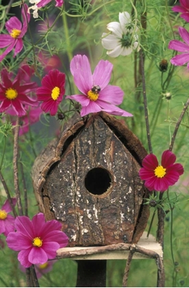 Picture of PA, BIRDHOUSE AMONG COSMOS FLOWERS WITH BEE