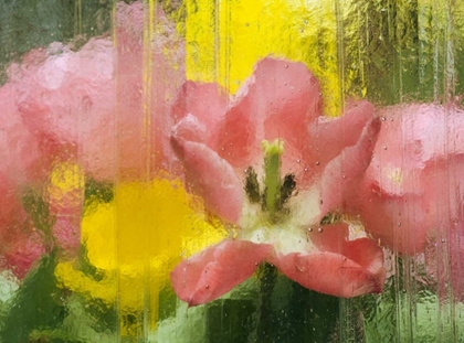 Picture of PA, ABSTRACT TULIP IMPRESSION THROUGH GLASS