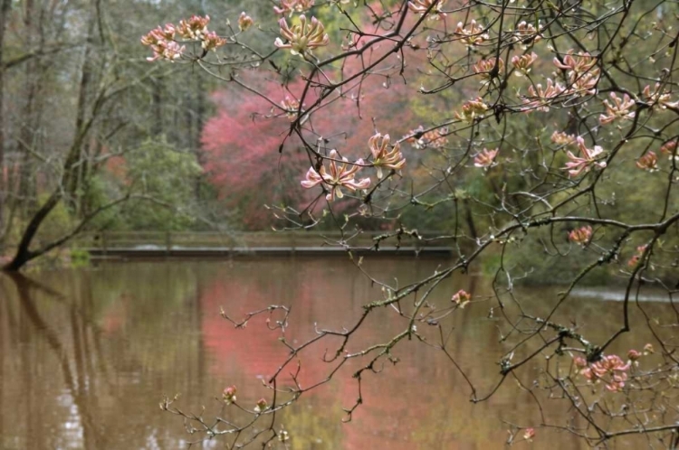 Picture of GA, AZALEA BRANCHES OVER POND IN SPRING, GA,