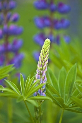 Picture of ME, ACADIA NP LUPINE BUD STARTING TO BLOOM