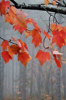 Picture of MI, RED MAPLE LEAVES HANG IN A FOGGY FOREST