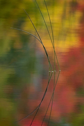 Picture of MI, AUTUMN FOLIAGE REFLECT ON THORNTON LAKE