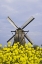 Picture of NETHERLANDS, KINDERDIJK WINDMILL WITH FLOWERS