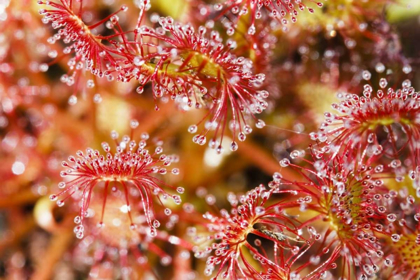 Picture of CARNIVOROUS SUNDEW, GREEN SWAMP, NORTH CAROLINA