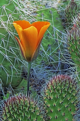 Picture of CA, DEATH VALLEY NP MARIPOSA TULIP AMID CACTI