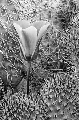 Picture of CA, DEATH VALLEY NP MARIPOSA TULIP AMID CACTI