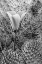 Picture of CA, DEATH VALLEY NP MARIPOSA TULIP AMID CACTI