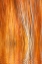 Picture of CA, GRANT LAKE ABSTRACT OF AUTUMN ASPEN TREES