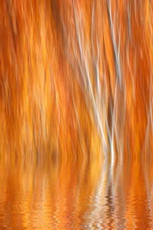 Picture of CA, GRANT LAKE ABSTRACT OF AUTUMN ASPEN TREES