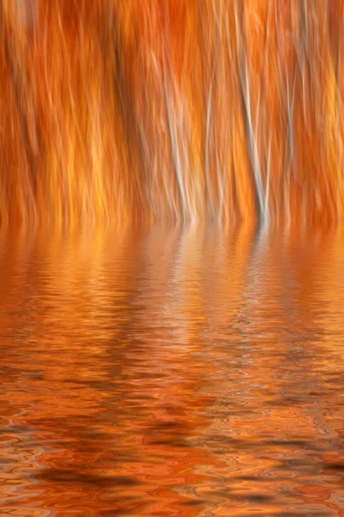 Picture of CA, GRANT LAKE ABSTRACT OF AUTUMN ASPEN TREES