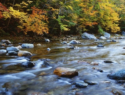 Picture of MA, SAVOY FOREST AUTUMN BESIDE THE COLD RIVER