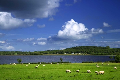 Picture of IRELAND, CO ROSCOMMON PASTORAL SCENE OF LAKE