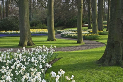 Picture of NETHERLANDS, LISSE BLOOMING FLOWERS AND TREES