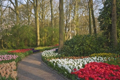 Picture of NETHERLANDS, LISSE PATH THROUGH GARDEN FLOWERS