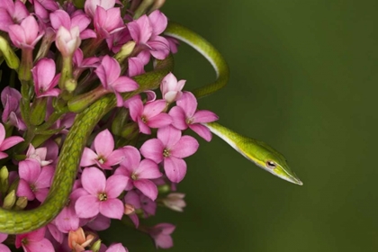 Picture of VIETNAM CLOSE-UP OF POISONOUS ASIAN VINE SNAKE