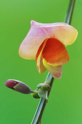 Picture of CLOSE-UP OF SCOTCH BROOM FLOWER AND BUD ON STEM