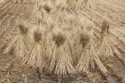 Picture of JAPAN, NARA PREFECTURE, HEGURI-CHO DRYING RICE